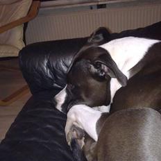 Amerikansk staffordshire terrier gucci