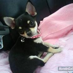 Chihuahua • Nala • 