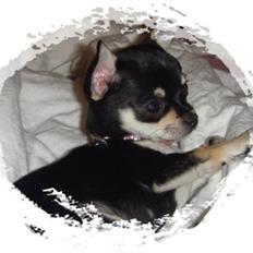 Chihuahua • Nala • 