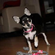 Chihuahua • Nala • 