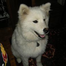 Samojedhund Ziggi