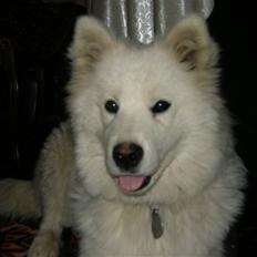 Samojedhund Ziggi