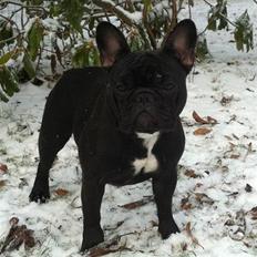 Fransk bulldog Charming Queen (Jessie)