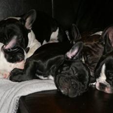 Fransk bulldog Charming Queen (Jessie)