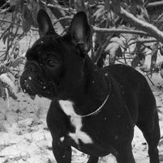 Fransk bulldog Charming Queen (Jessie)