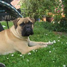 Bullmastiff  Kenzo RIP. 20-O4-2012