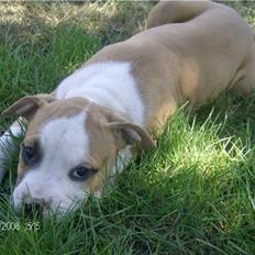 Amerikansk staffordshire terrier Chika