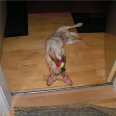 Blanding af racer Futte