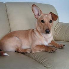 Blanding af racer Futte