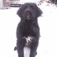 Newfoundlænder Jasmin