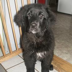 Newfoundlænder Jasmin