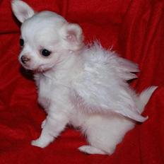 Chihuahua • Noah • 