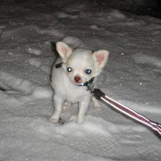 Chihuahua • Noah • 