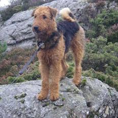 Airedale terrier Rex