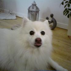 Japansk spids pustie "pjuske" "død"