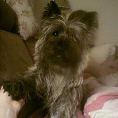 Cairn terrier Ronja