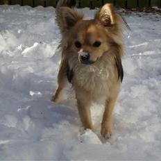 Chihuahua ~°º•Fino•º°~