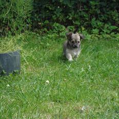 Chihuahua ~°º•Fino•º°~