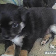 Blanding af racer Tayson M