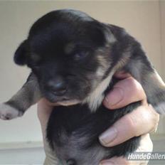 Blanding af racer Tayson M