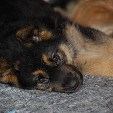 Schæferhund Siva <3