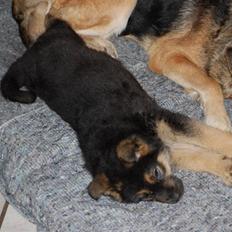 Schæferhund Siva <3