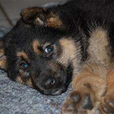 Schæferhund Siva <3