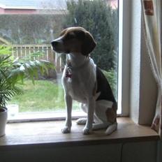 Blanding af racer Molly