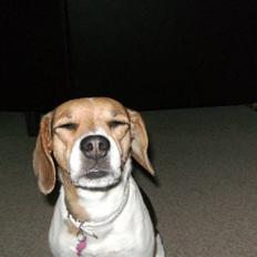 Blanding af racer Molly