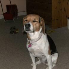 Blanding af racer Molly