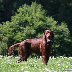 Irsk setter Mårups Tinto