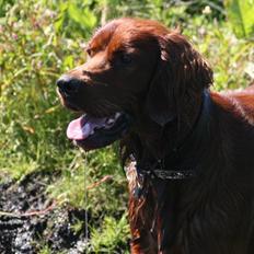 Irsk setter Mårups Tinto