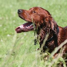 Irsk setter Mårups Tinto