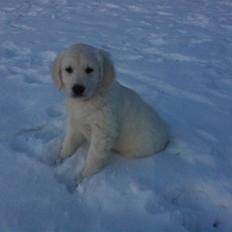 Golden retriever Bella