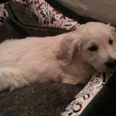 Golden retriever Bella