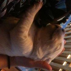 Golden retriever Bella