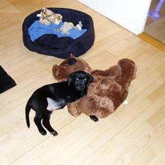 Labrador retriever Nando R.I.P