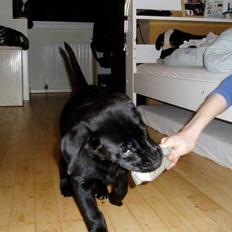 Labrador retriever Nando R.I.P