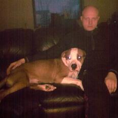 Amerikansk staffordshire terrier )¤( Tiko )¤(