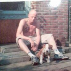 Amerikansk staffordshire terrier )¤( Tiko )¤(