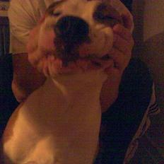 Amerikansk staffordshire terrier )¤( Tiko )¤(