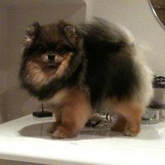 Pomeranian Chardame's Boo Boo