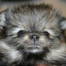 Pomeranian Chardame's Boo Boo