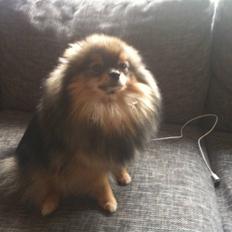 Pomeranian Chardame's Boo Boo