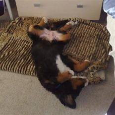 Berner sennenhund Bel Royals Da Lina