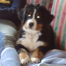 Berner sennenhund Bel Royals Da Lina