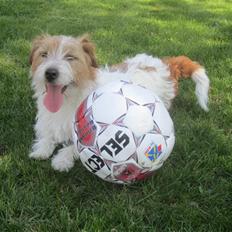 Jack russell terrier Kajsenborg's Up Where We Belong (Kim)