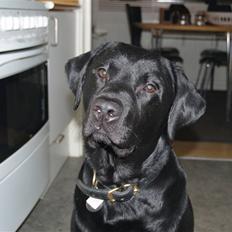 Labrador retriever Simba Himmelhund 2010