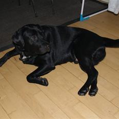 Labrador retriever Simba Himmelhund 2010