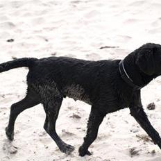 Labrador retriever Simba Himmelhund 2010